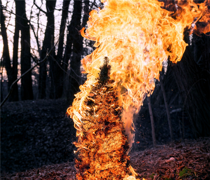 Image of a Burning Christmas Tree in a Forest
